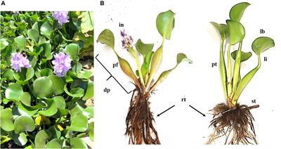 Eichhornia crassipes (Mart.) Solms: A Comprehensive Review of Its Chemical Composition, Traditional Use, and Value-Added Products